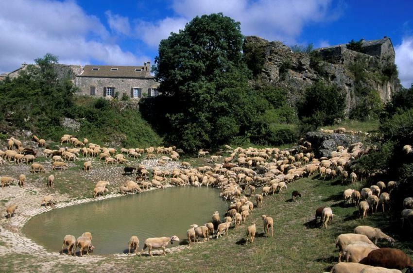 Casteljosse - Nature Calme Et Serenite Viala-du-Tarn Exteriér fotografie